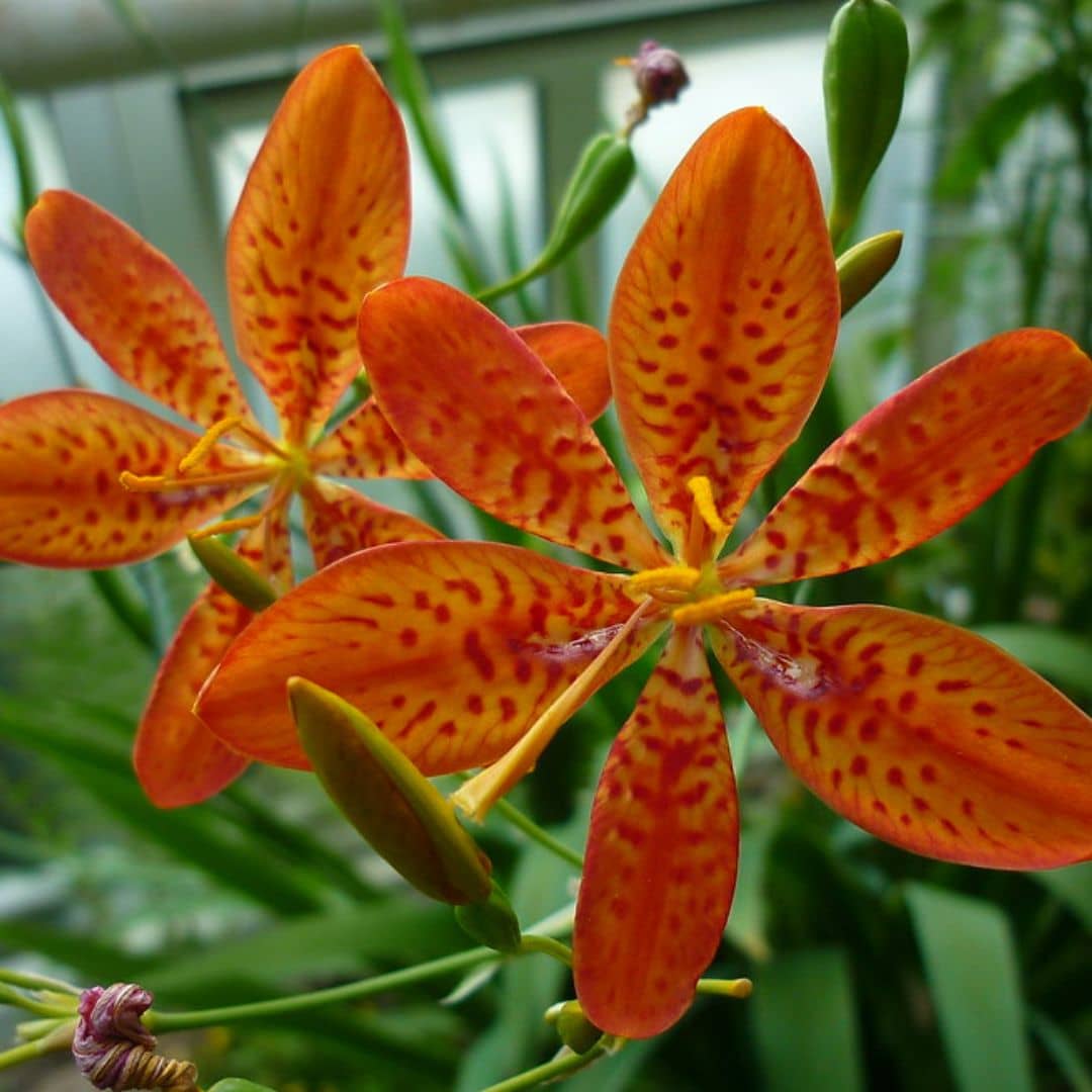 GRAINES Belamcanda chinensis fleur léopard plante à fleurs rares