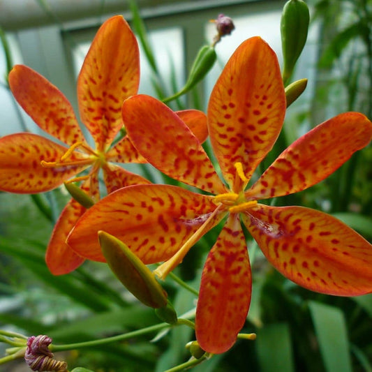 GRAINES Belamcanda chinensis fleur léopard plante à fleurs rares