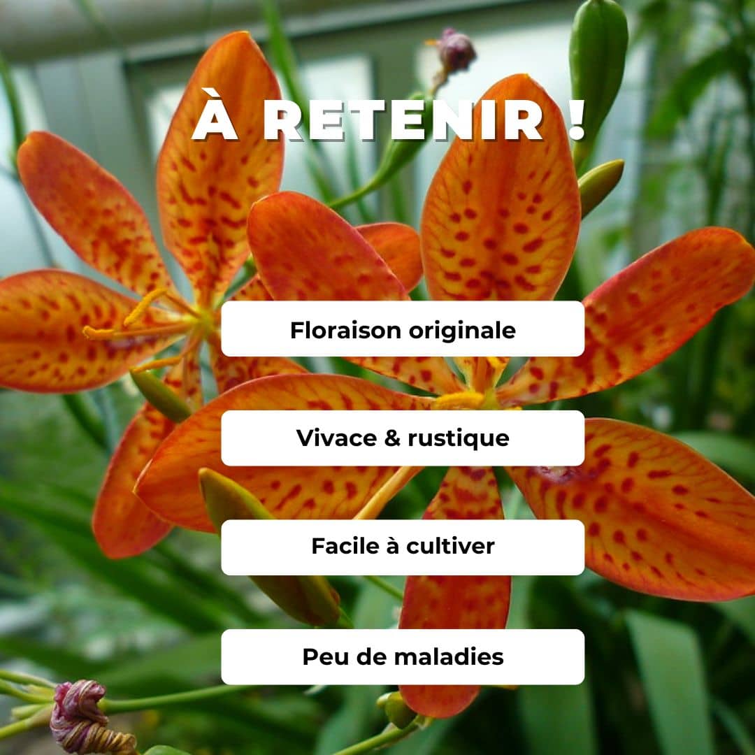 GRAINES Belamcanda chinensis fleur léopard plante à fleurs rares comment semer planter et cultiver