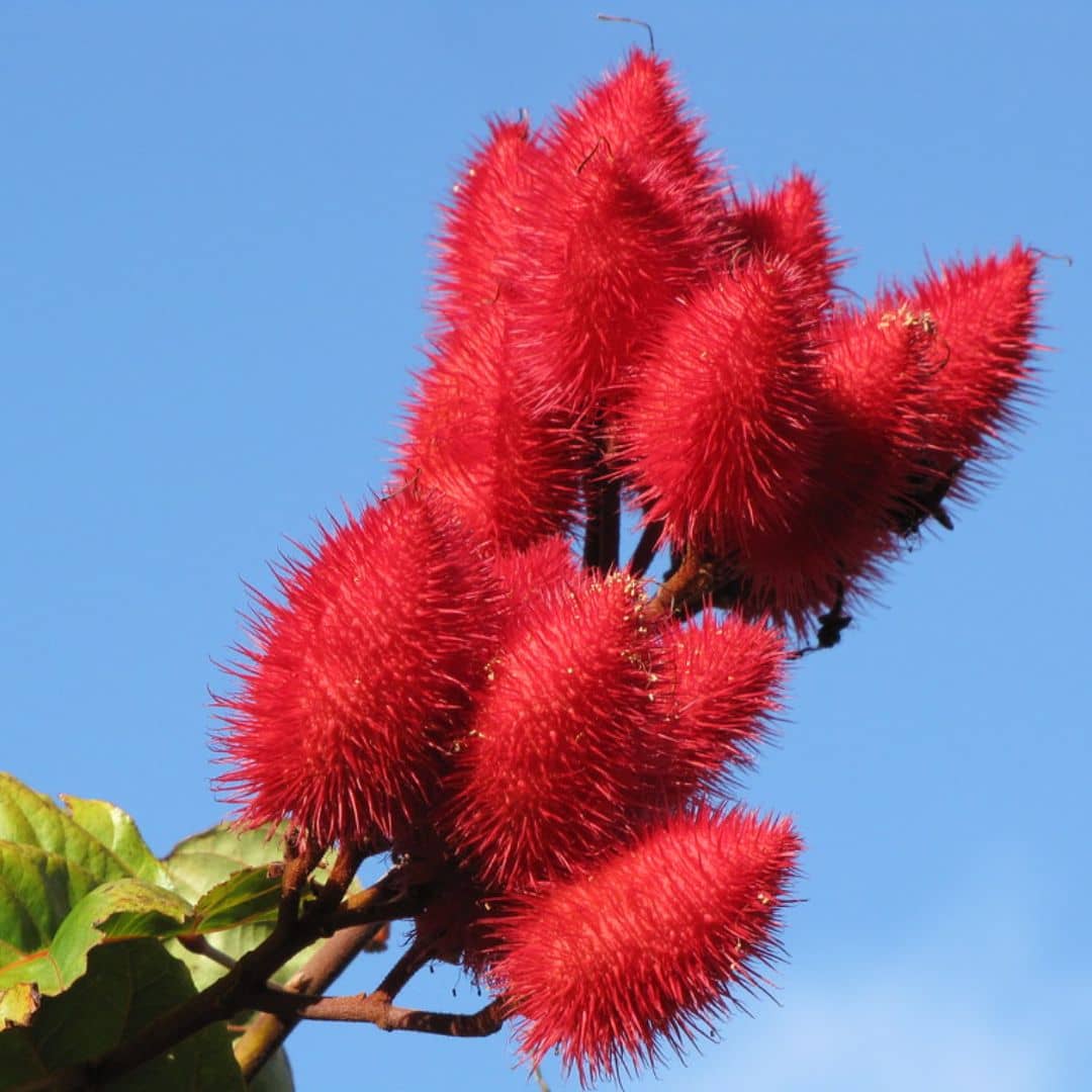 GRAINES  Bixa orellana roucou roucouyer plante rare monde vegetal