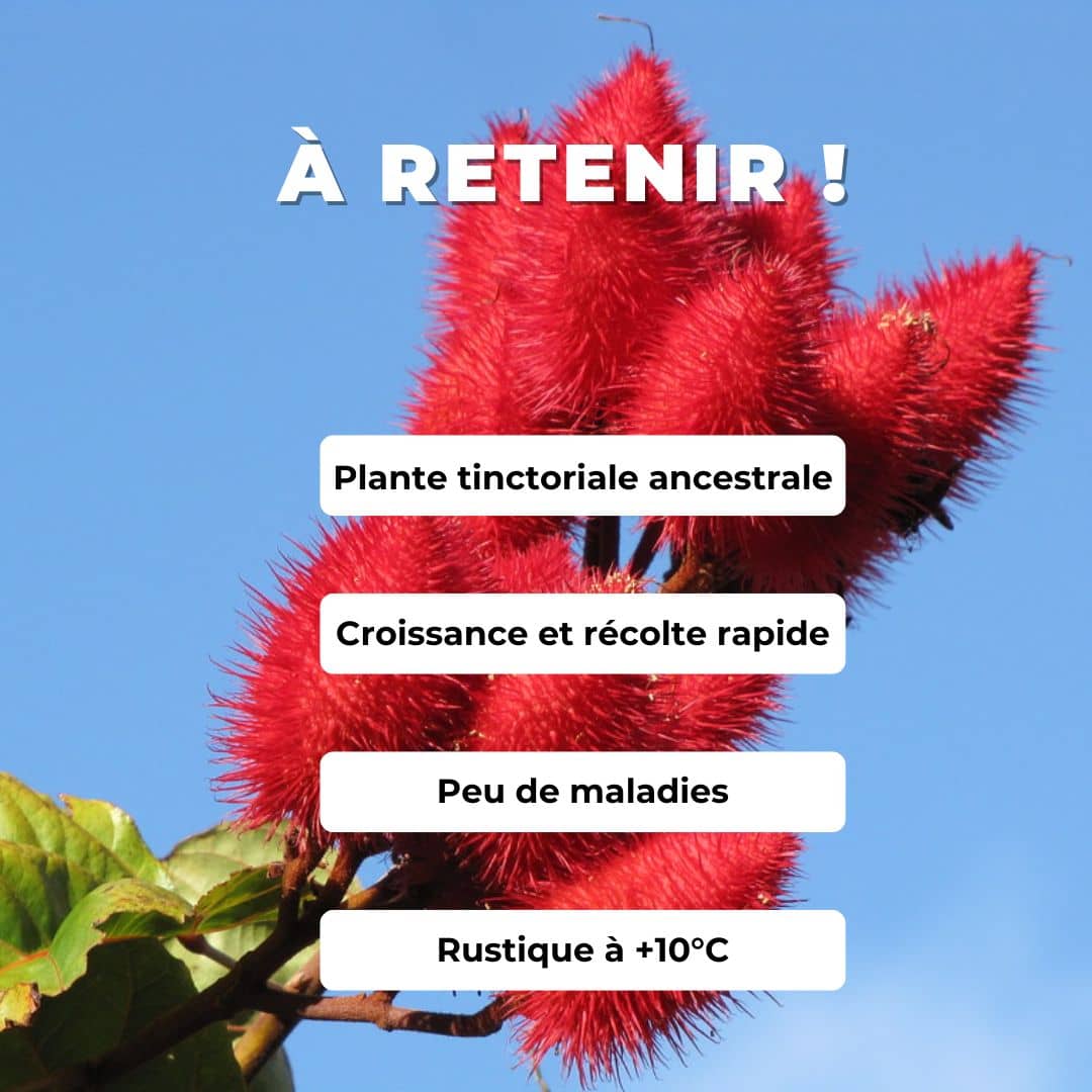 GRAINES  Bixa orellana roucou roucouyer plante rare monde vegetal comment semer et cultiver les semences