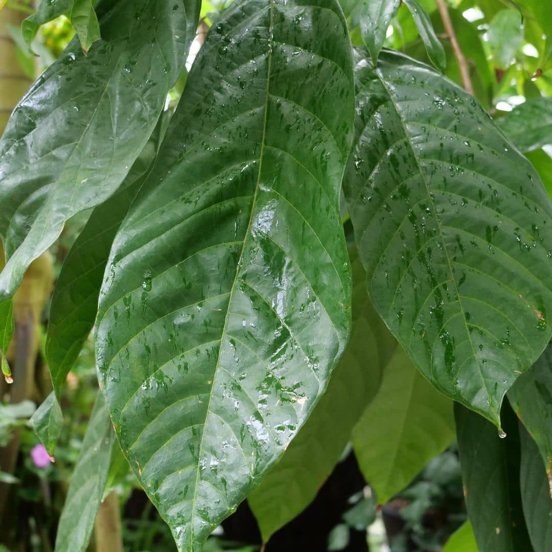 GRAINES Cacaotier Theobroma cacao monde vegetal