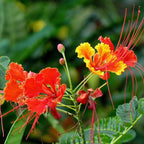 GRAINES Caesalpinia pulcherrima petit flamboyant à cultiver monde vegetal plantes rares
