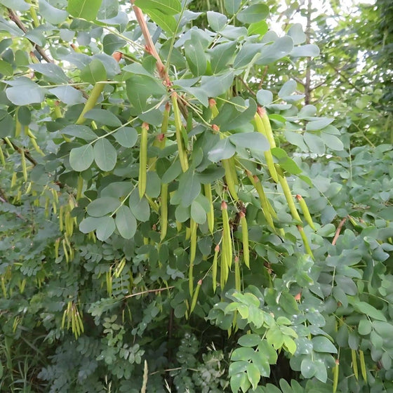GRAINES Caragana arborescens Caraganier de Sibérie Pois de sibérie acacia de sibérie monde végétal