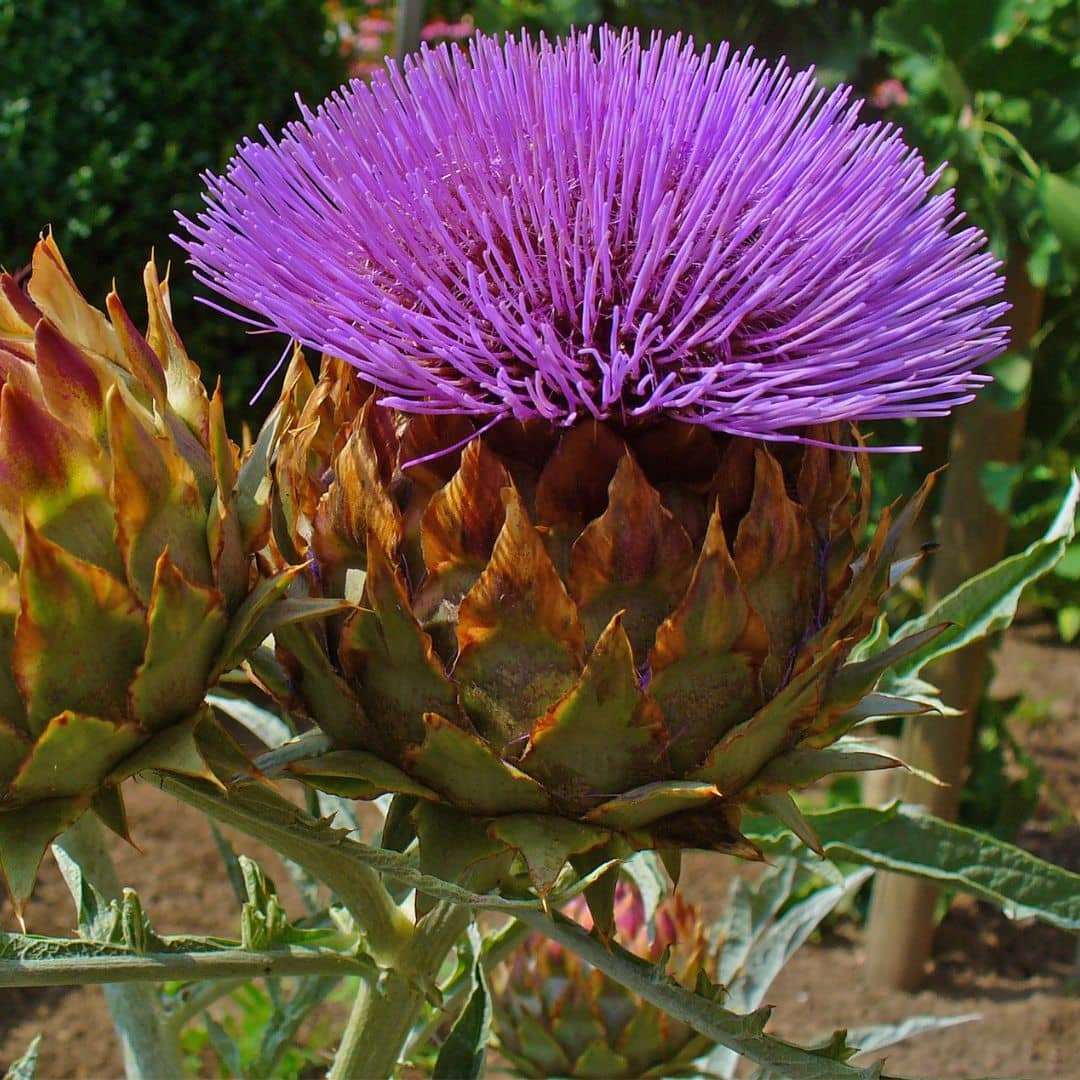 GRAINES Cardon Plein blanc inerme Cynara cardunculus plantes potagères monde végétal