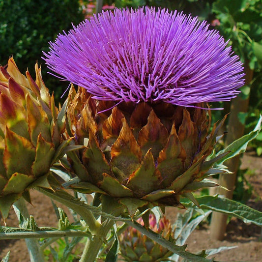 GRAINES Cardon Plein blanc inerme Cynara cardunculus plantes potagères monde végétal