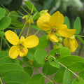 GRAINES Cassia surattensis cassia doré plantes rares à fleurs jaunesGRAINES Cassia surattensis cassia doré plantes rares à fleurs jaunes