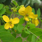 GRAINES Cassia surattensis cassia doré plantes rares à fleurs jaunesGRAINES Cassia surattensis cassia doré plantes rares à fleurs jaunes