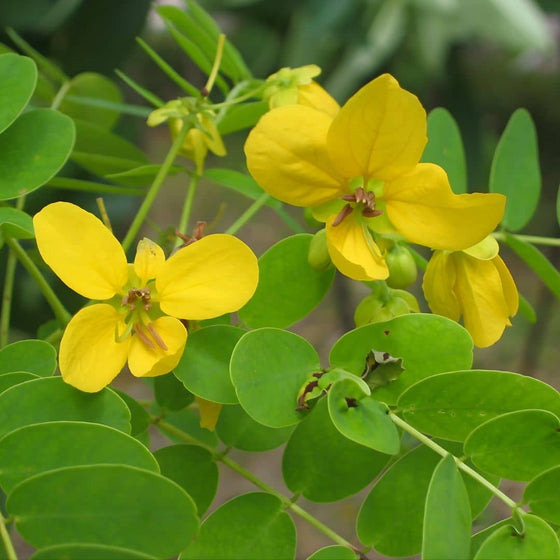 GRAINES Cassia surattensis cassia doré plantes rares à fleurs jaunesGRAINES Cassia surattensis cassia doré plantes rares à fleurs jaunes