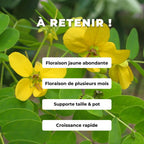 GRAINES Cassia surattensis cassia doré plantes rares à fleurs jaunes plante rare