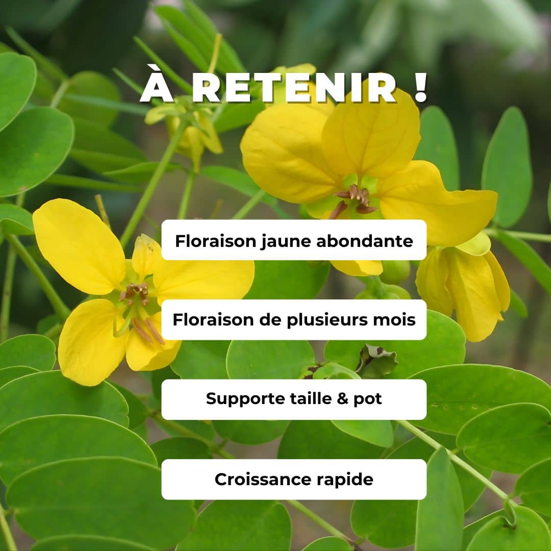 GRAINES Cassia surattensis cassia doré plantes rares à fleurs jaunes plante rare