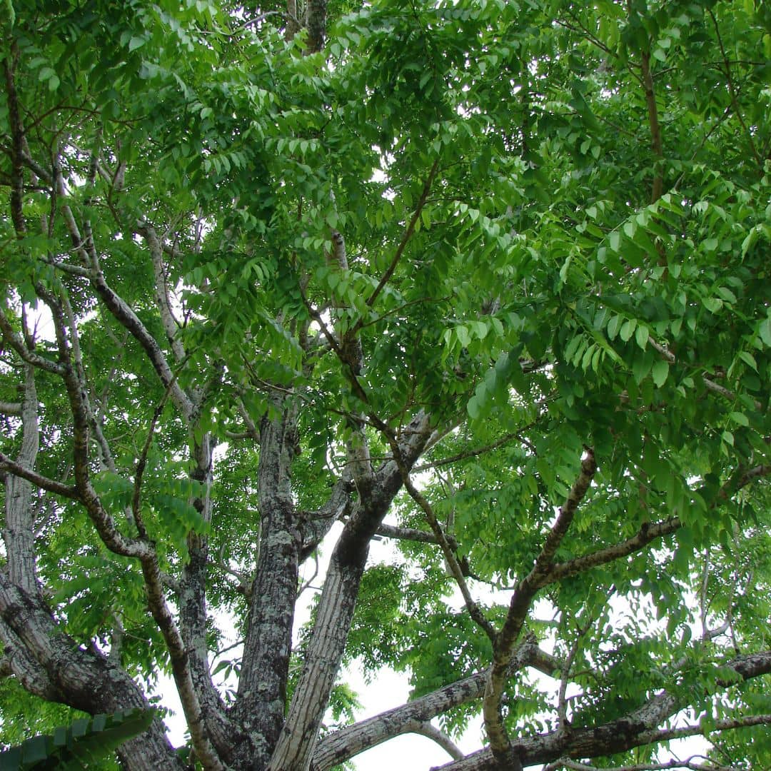 GRAINES Cèdre Rose Cedrela odorata semences arbres pour cultiver le bois