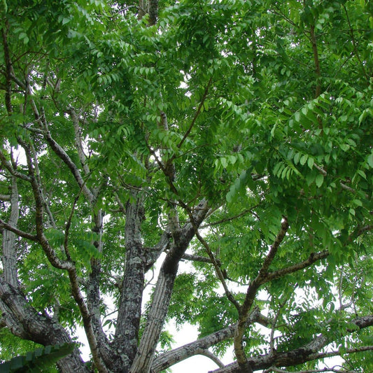 GRAINES Cèdre Rose Cedrela odorata semences arbres pour cultiver le bois