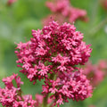 GRAINES Centranthe rouge Centranthus ruber coccineus monde végétal