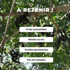 GRAINES Ceratonia siliqua Caroubier arbres fruitiers rares monde végétal comment cultiver planter et semer cet arbre