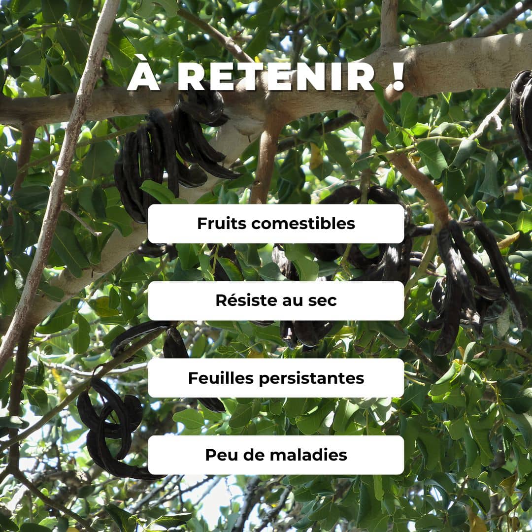 GRAINES Ceratonia siliqua Caroubier arbres fruitiers rares monde végétal comment cultiver planter et semer cet arbre