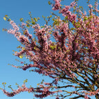 GRAINES Cercis siliquastrum arbre de judée monde vegetal