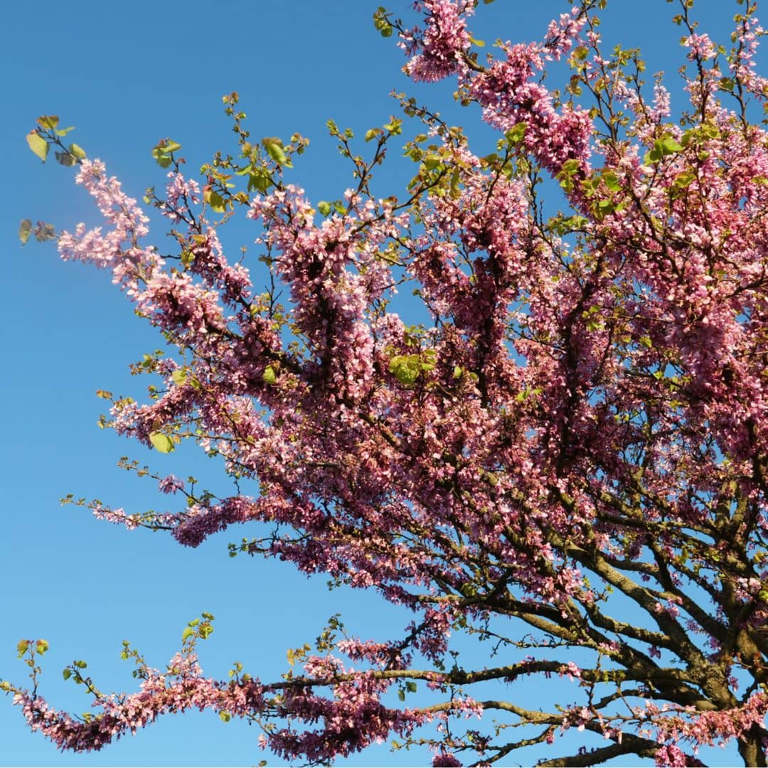 GRAINES Cercis siliquastrum arbre de judée monde vegetal