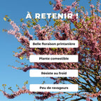 GRAINES Cercis siliquastrum arbre de judée plantes rares monde vegetal