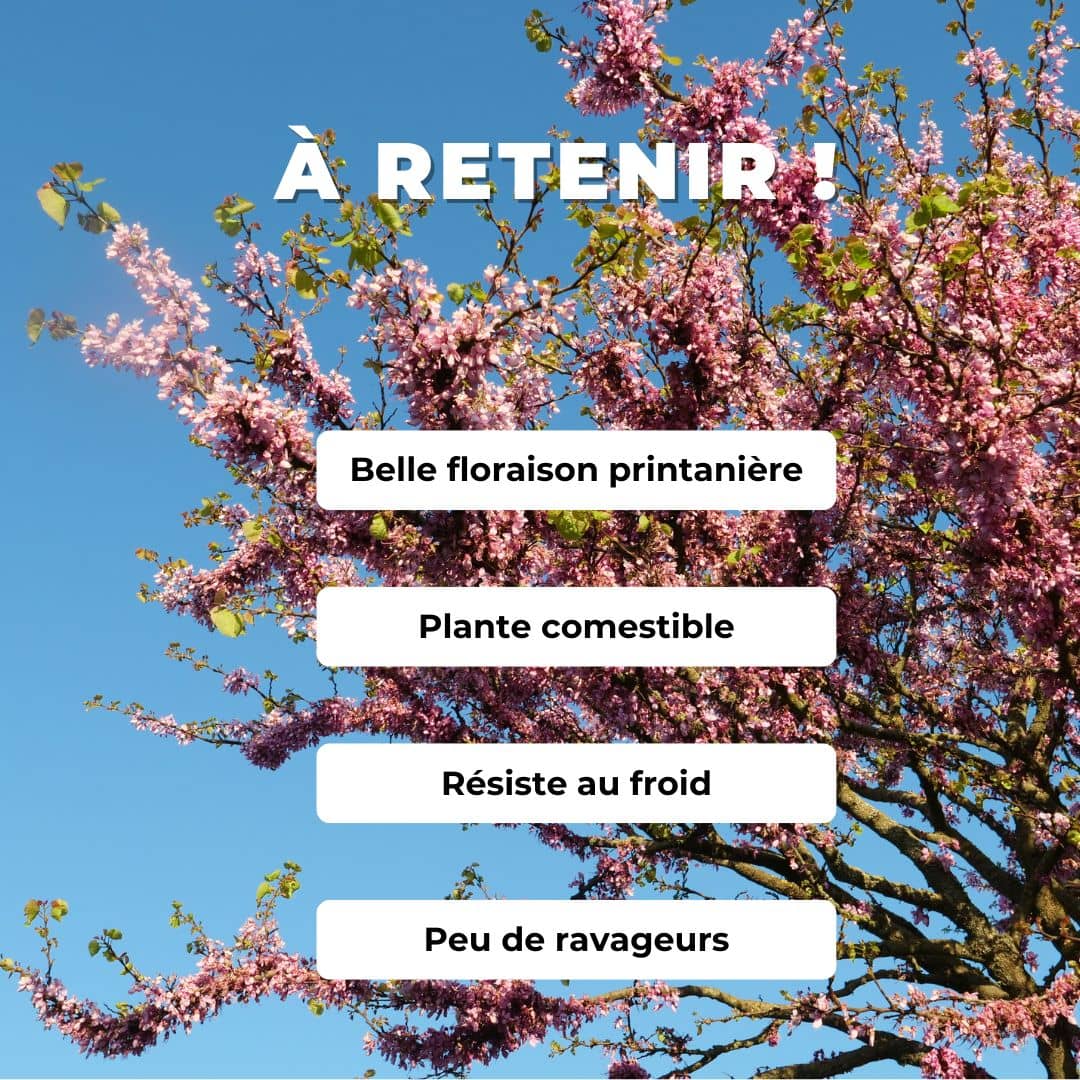 GRAINES Cercis siliquastrum arbre de judée plantes rares monde vegetal