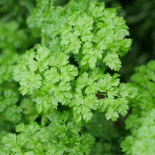 GRAINES Cerfeuil Commun Anthriscus cerefolium plantes aromatiques monde vegetal