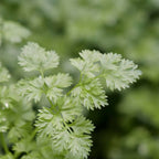 GRAINES Cerfeuil Commun Anthriscus cerefolium pour une plante aromatique facile à cultiver