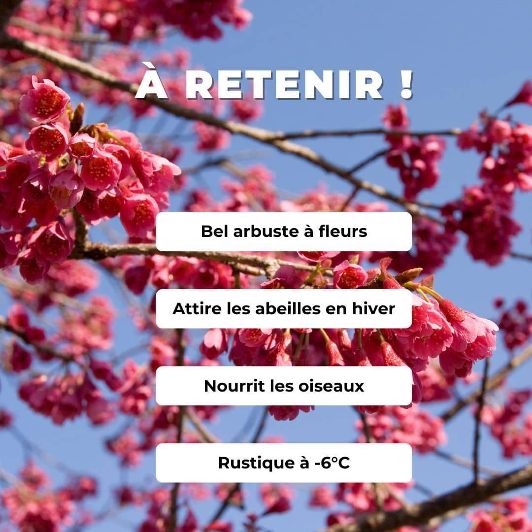 GRAINES  Cerisier du Népal Prunus cerasoides arbustes à fleurs monde vegetal comment semer et cultiver