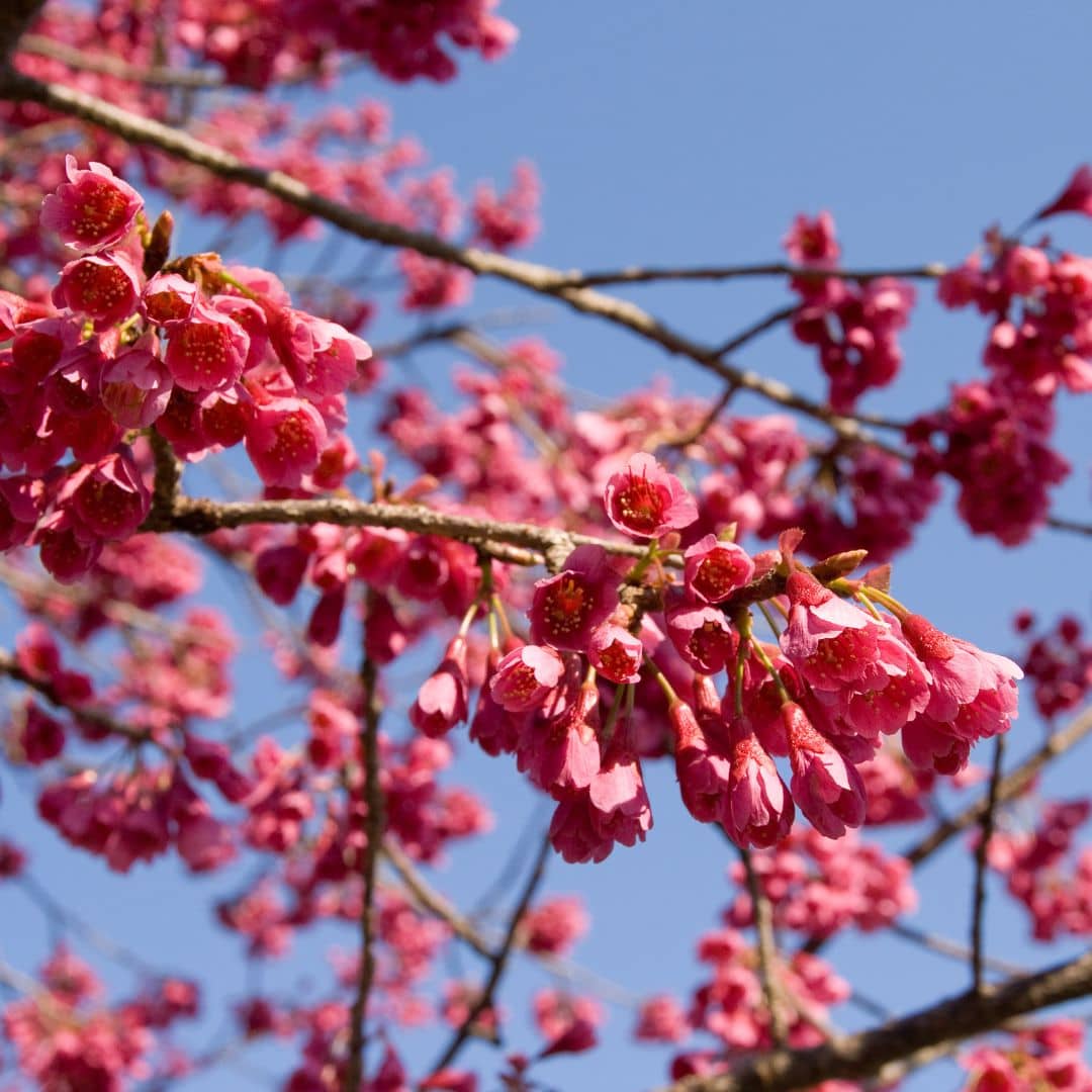GRAINES  Cerisier du Népal Prunus cerasoides arbustes à fleurs monde vegetal