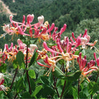 GRAINES Chèvrefeuille des Baléares Lonicera implexa monde vegetal