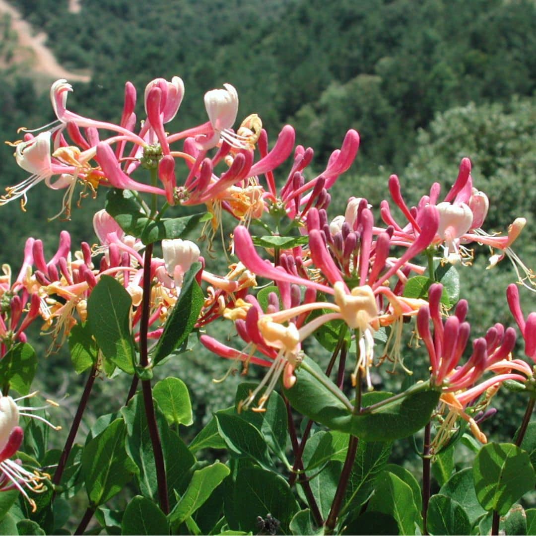 GRAINES Chèvrefeuille des Baléares Lonicera implexa monde vegetal