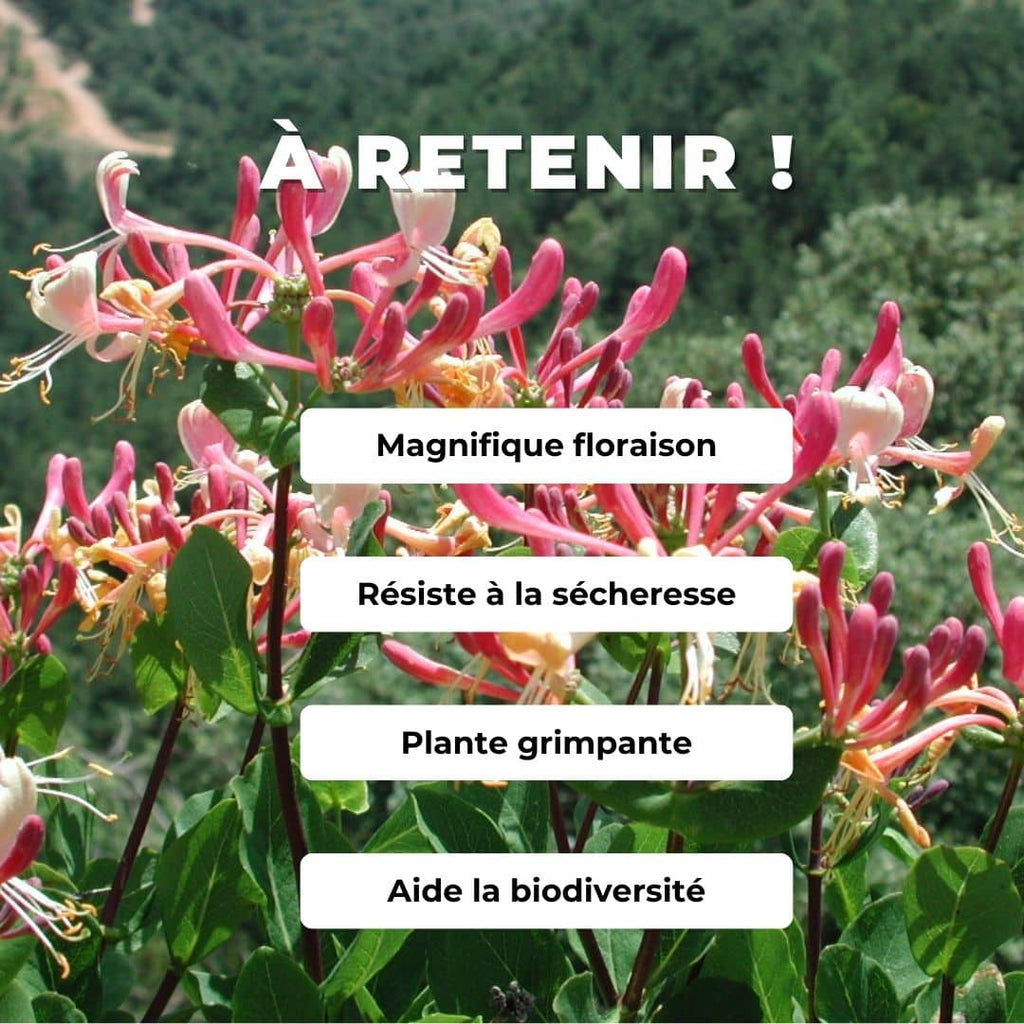 GRAINES Chèvrefeuille des Baléares Lonicera implexa monde vegetal comment semer et cultiver