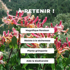 GRAINES Chèvrefeuille des Baléares Lonicera implexa monde vegetal comment semer et cultiver