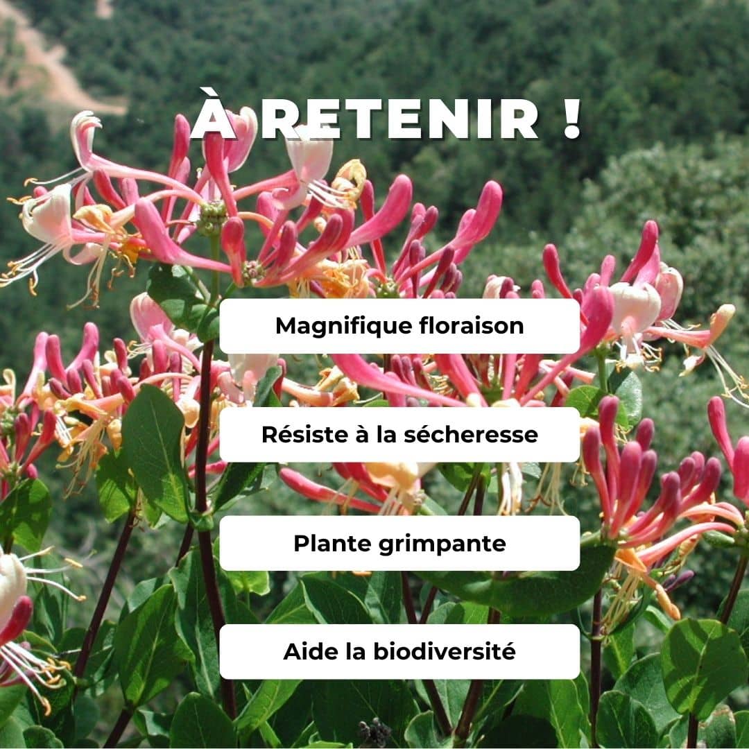 GRAINES Chèvrefeuille des Baléares Lonicera implexa monde vegetal comment semer et cultiver