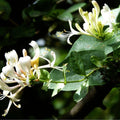 GRAINES Chèvrefeuille des bois Lonicera periclymenum plantes grimpantes monde végétal