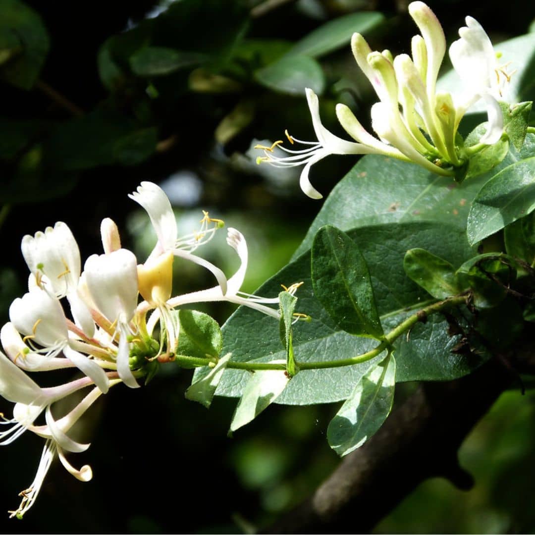 GRAINES Chèvrefeuille des bois Lonicera periclymenum plantes grimpantes monde végétal