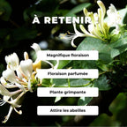 GRAINES Chevrefeuille des bois Lonicera periclymenum plantes grimpantes monde vegetal comment semer et cultiver