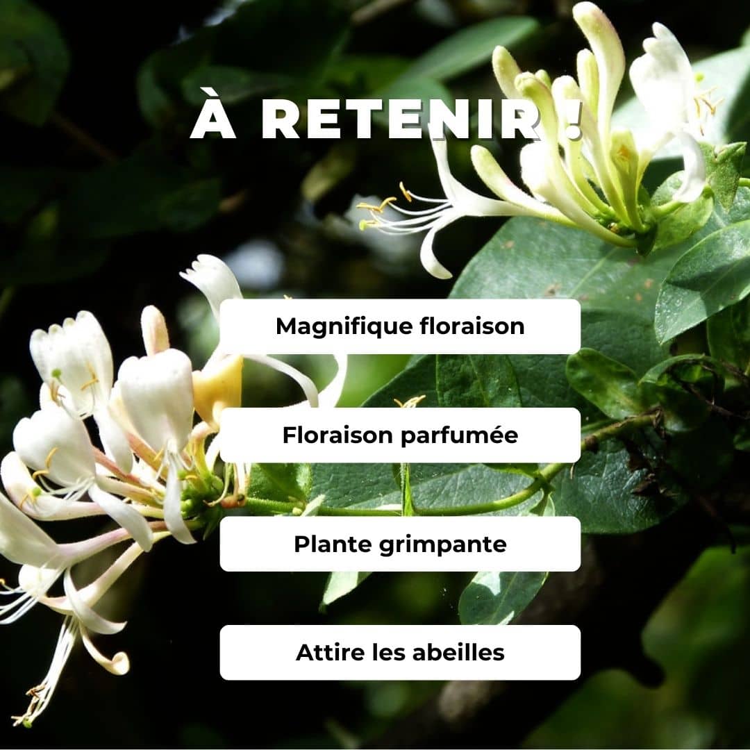 GRAINES Chevrefeuille des bois Lonicera periclymenum plantes grimpantes monde vegetal comment semer et cultiver