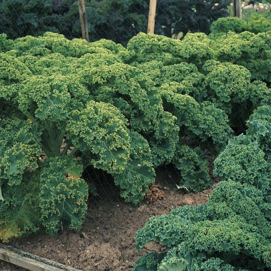 GRAINES Chou Kale Dwarf Green Curled Brassica oleracea acephala var sabellica à semer 