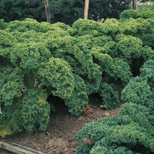 GRAINES Chou Kale Dwarf Green Curled Brassica oleracea acephala var sabellica à semer 