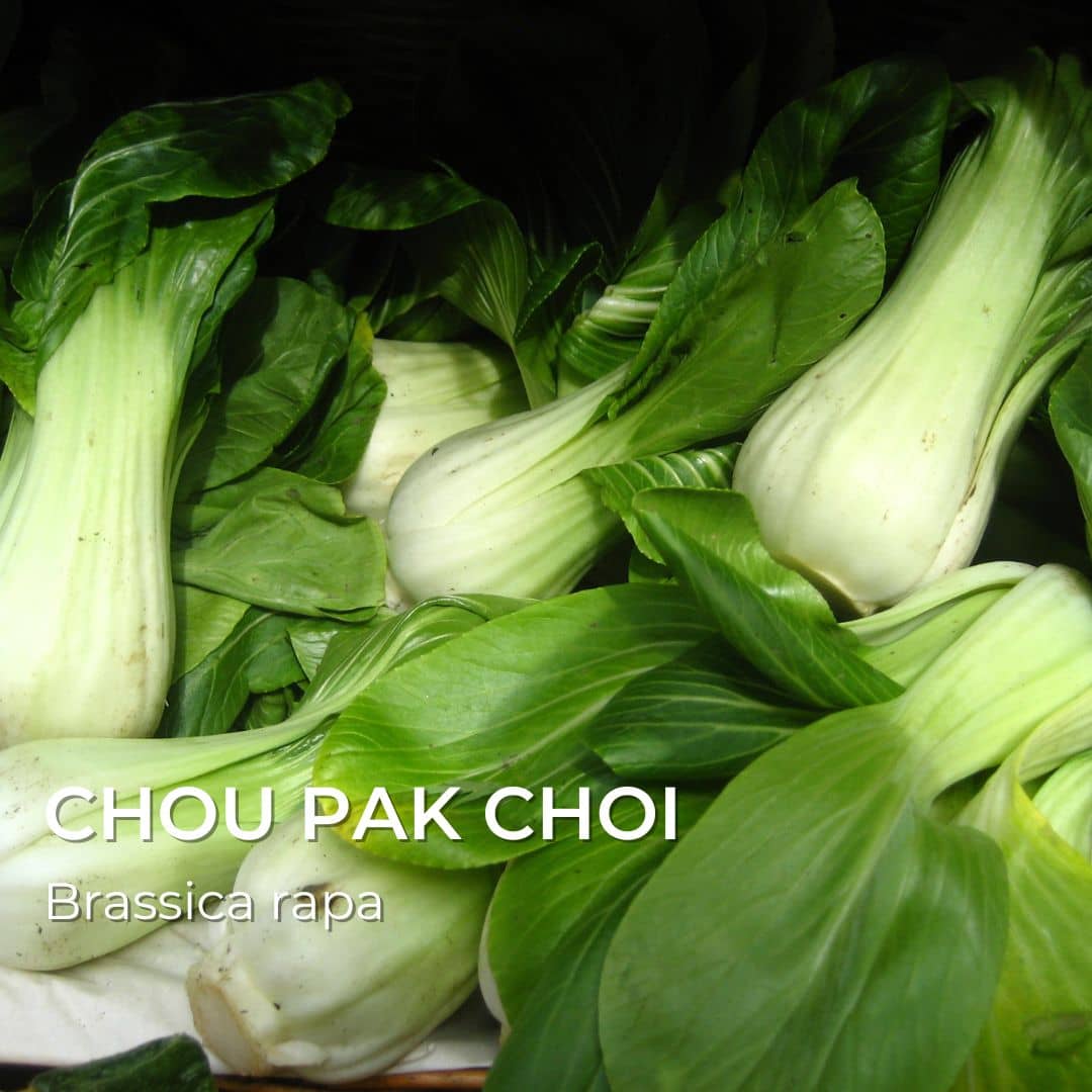 GRAINES Chou pak choi Brassica rapa ma boîte à choux de monde végétal