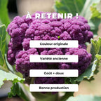 GRAINES Choux fleur violet de sicile brassica oleracea di sicilia violetto comment planter et cultiver