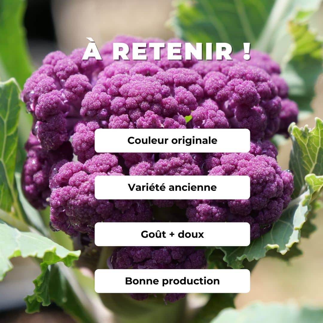 GRAINES Choux fleur violet de sicile brassica oleracea di sicilia violetto comment planter et cultiver