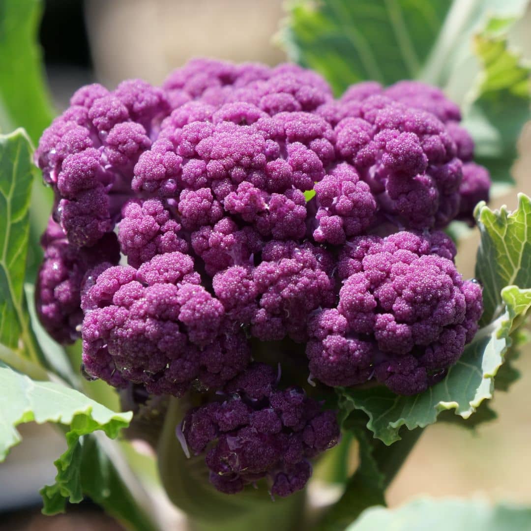 GRAINES Choux fleur violet de sicile brassica oleracea di sicilia violetto semence à faire germer monde vegetal