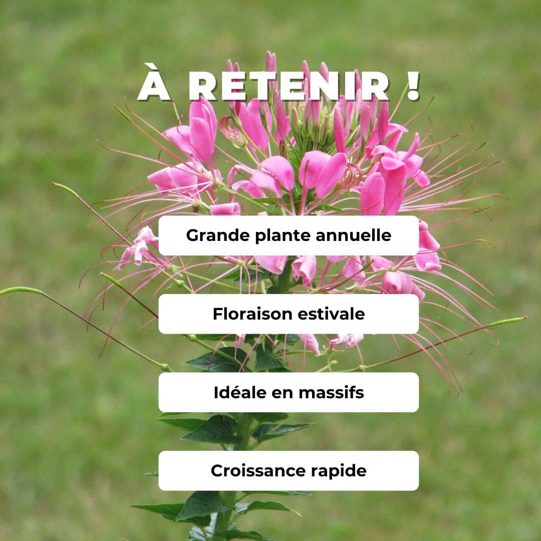 GRAINES Cléome Rose Queen Cleome spinosa Rose Queen comment semer et cultiver