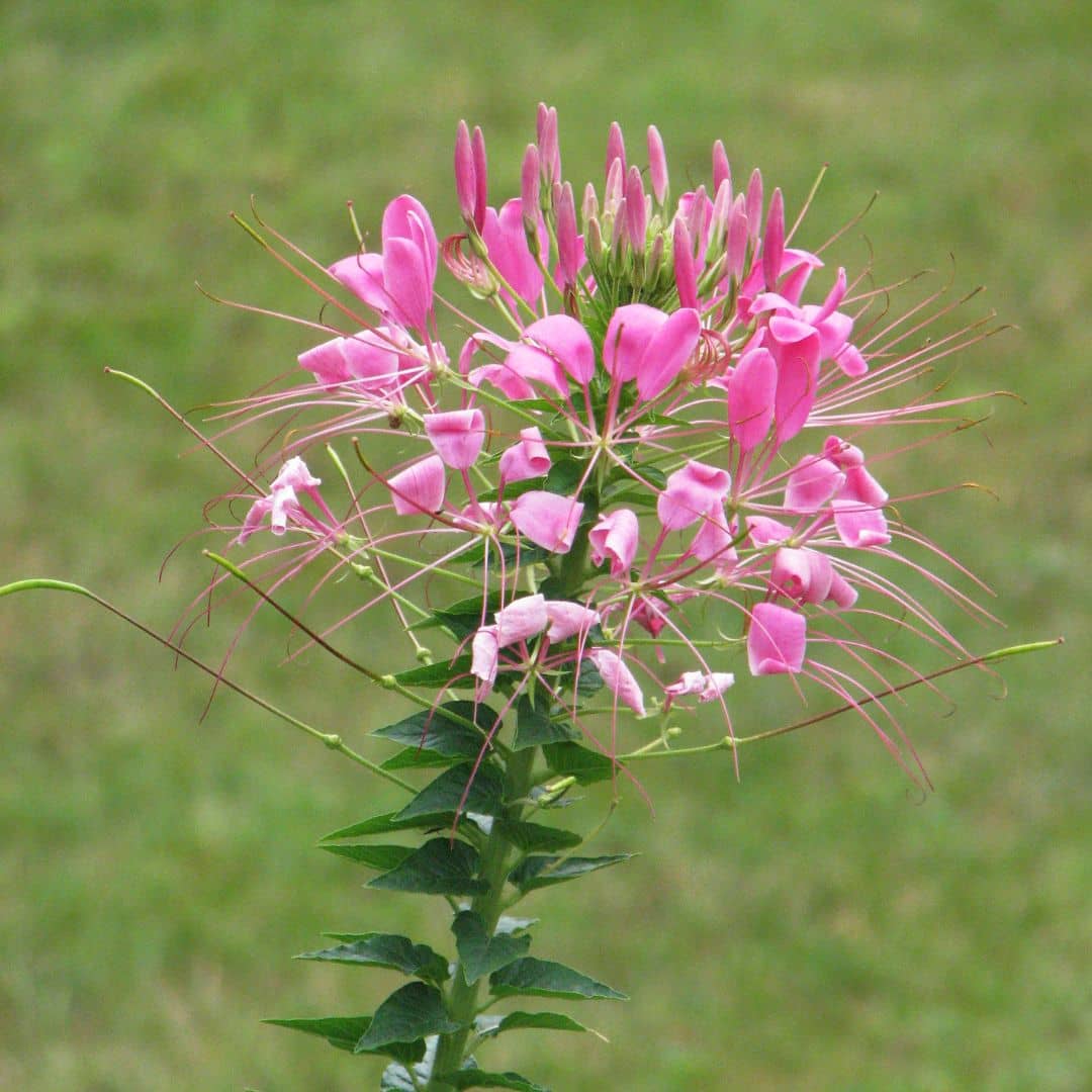 GRAINES Cleome Rose Queen Cleome spinosa Rose Queen monde vegetal