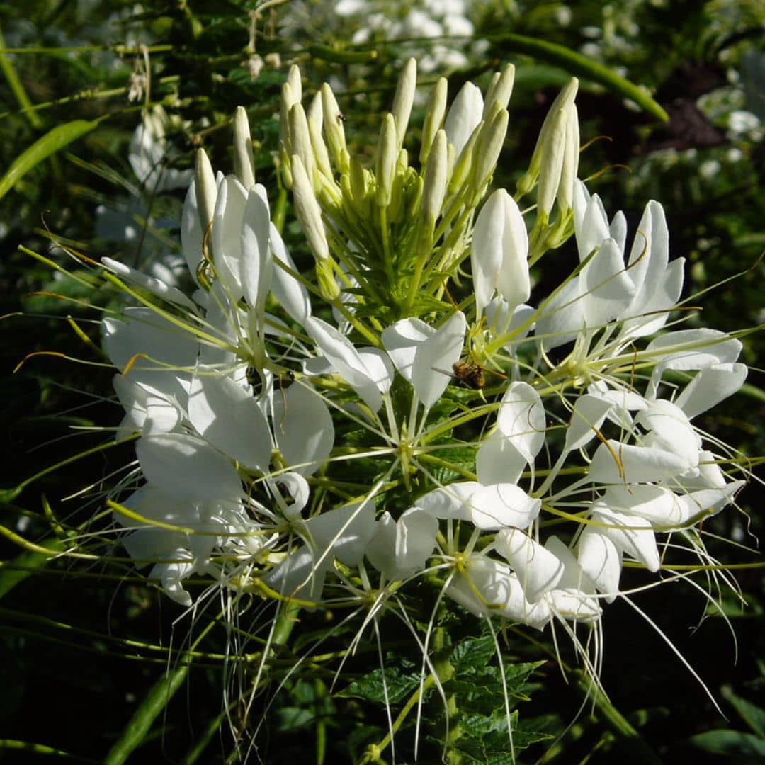 GRAINES Cleome spinosa  cleome blanche cleome white queen