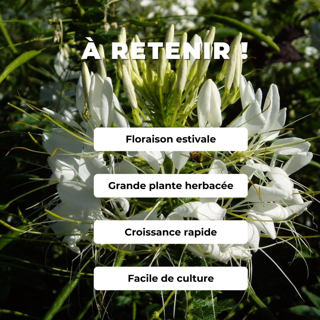 GRAINES Cleome spinosa  cleome blanche cleome white queen comment semer et cultiver