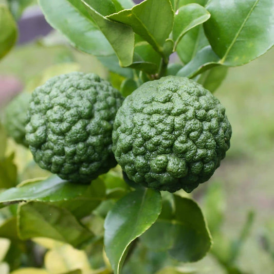 GRAINES Combava à planter semence Citrus hystrix monde végétal