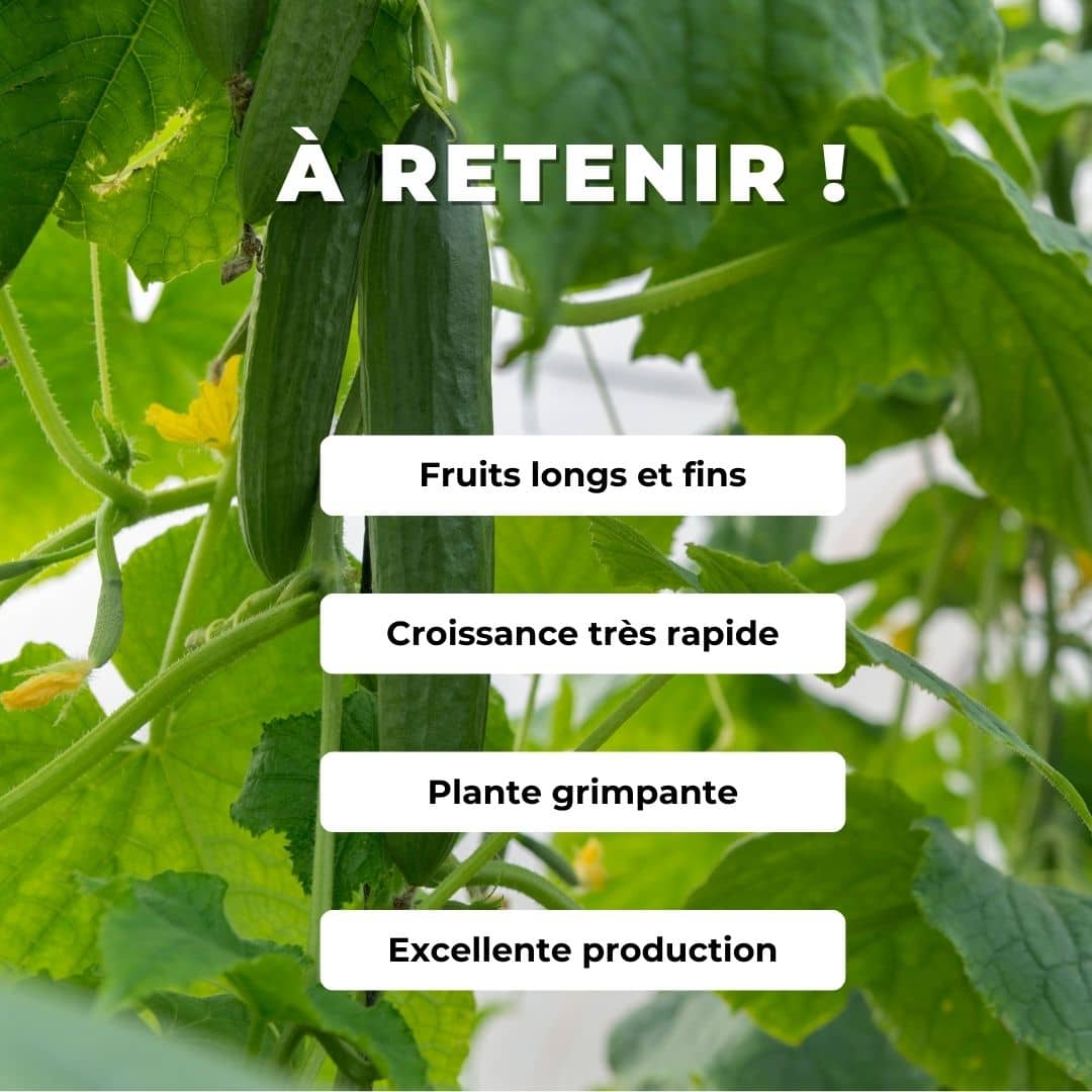 GRAINES Concombre Vert Long Maraicher cucumis sativus monde vegetal comment semer et cultiver