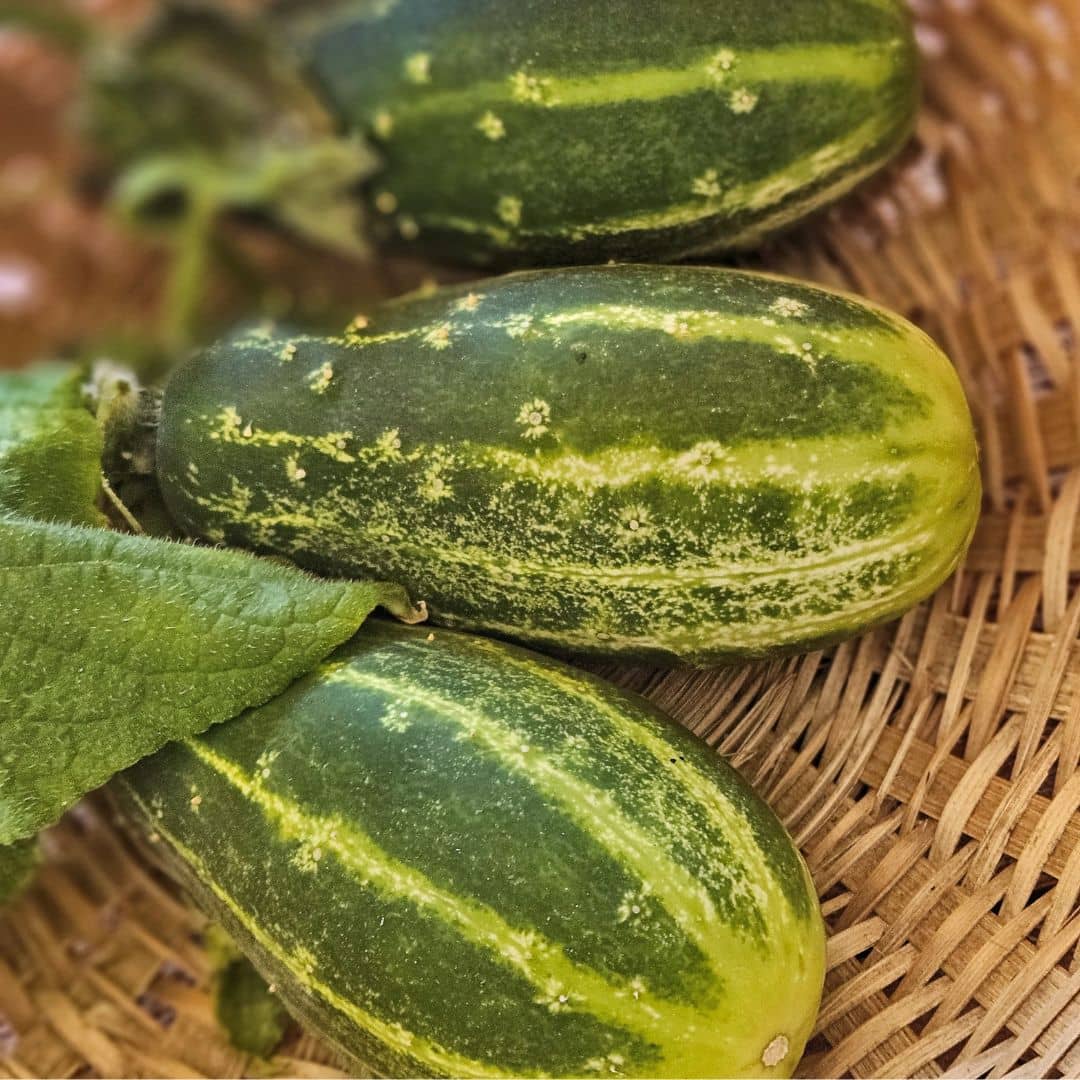 GRAINES Concombre dar Cucumis sativus semences monde vegetal
